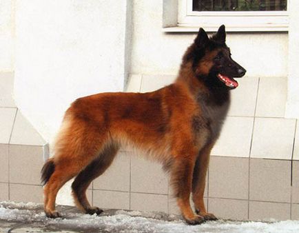 Rasă de câini - câine ciobănesc belgian