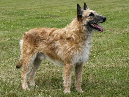 Rasă de câini - câine ciobănesc belgian