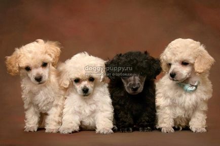 Dog breed poodle fotografie, caracteristici, natura