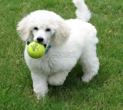 Dog breed poodle fotografie, caracteristici, natura