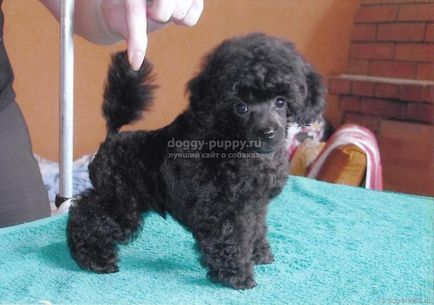 Dog breed poodle fotografie, caracteristici, natura