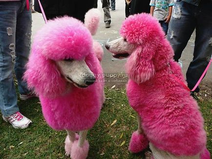 Dog breed poodle fotografie, caracteristici, natura