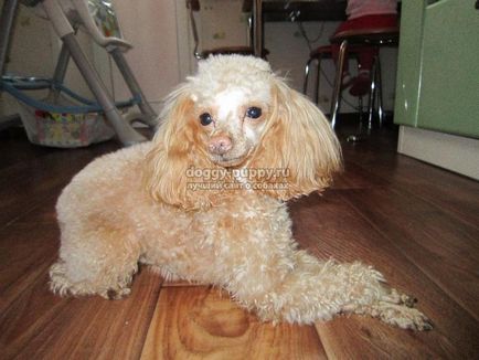 Dog breed poodle fotografie, caracteristici, natura