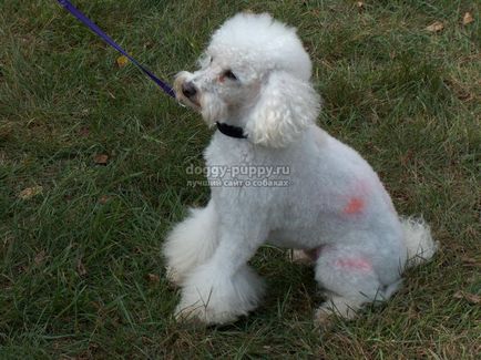 Dog breed poodle fotografie, caracteristici, natura