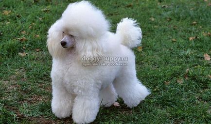 Dog breed poodle fotografie, caracteristici, natura