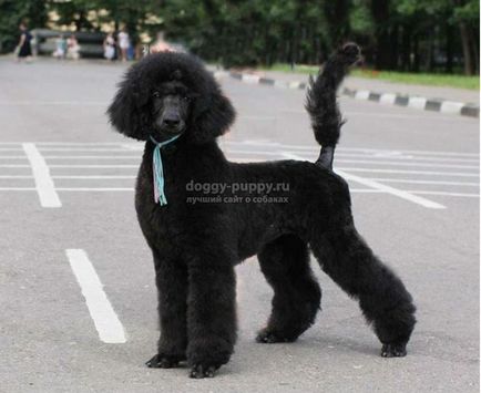 Dog breed poodle fotografie, caracteristici, natura