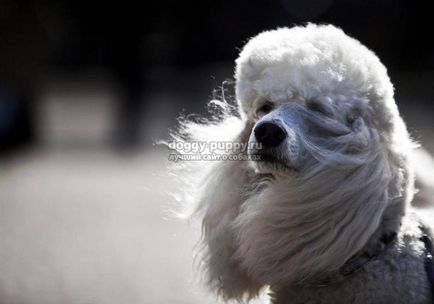 Dog breed poodle fotografie, caracteristici, natura