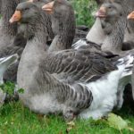 Породи гусей для домашнього розведення найбільші породи гусей, індогусі, породисті гуси