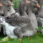 Породи гусей для домашнього розведення найбільші породи гусей, індогусі, породисті гуси