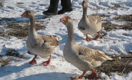 Породи гусей з фото і описом