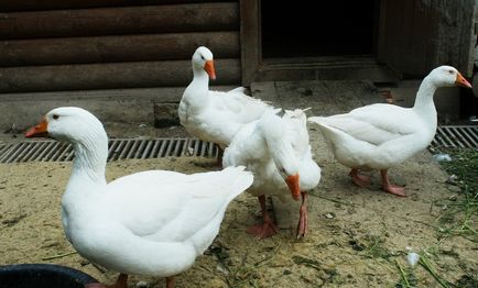 Specii de gâște cu fotografie și descriere