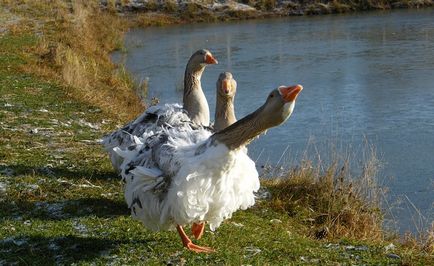 Specii de gâște cu fotografie și descriere