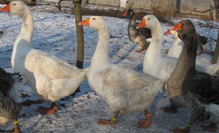 Породи гусей з фото і описом