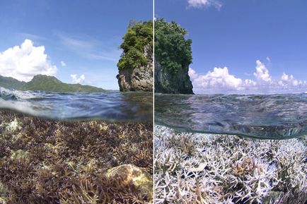 În limba rusă - o altă stingere a coralilor poate afecta aproape 40% din recife