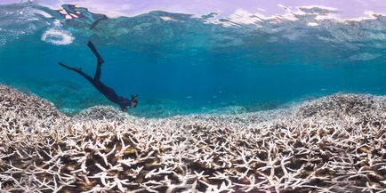 По-русски - чергове вимирання коралів може торкнутися майже 40% рифів
