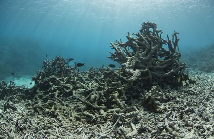 În limba rusă - o altă stingere a coralilor poate afecta aproape 40% din recife