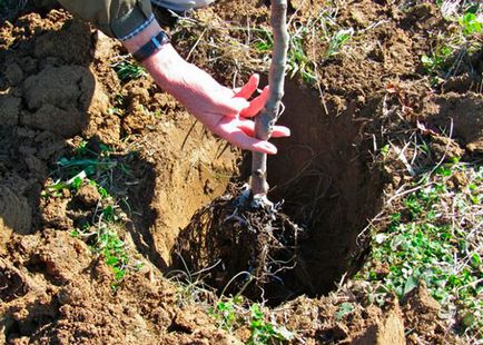 Посадка плодових дерев у глинистий грунт - що важливо знати