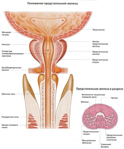 dimensiunile prostatei pentru prostatită