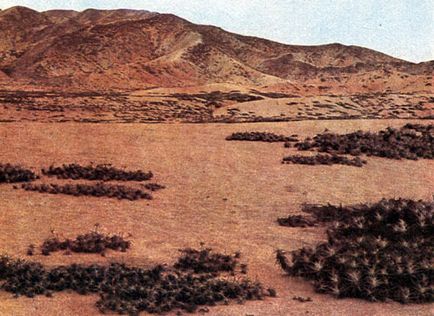 Deșerturile de coastă 1982 fukarek f, hempel in, hübel g, shuster p, sukkah m