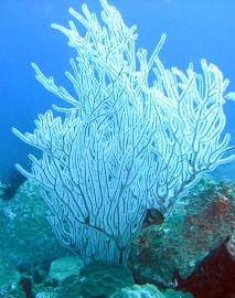 A halál oka a keringés korall és az élet az korallzátony