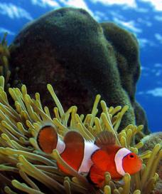 A halál oka a keringés korall és az élet az korallzátony