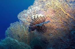 Причини загибелі коралових ходіння і життя коралового рифу
