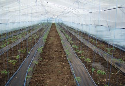 Publicații - zorii roz în creșterea legumelor, vladam-south - distribuitorul oficial al clauzei de semințe