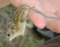 Jerboa pitic cu cinci degete