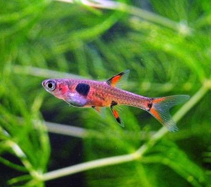 rasbora Brigitte