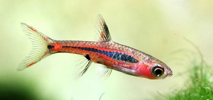 rasbora Brigitte