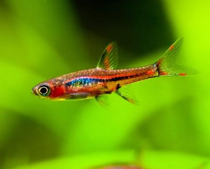 rasbora Brigitte