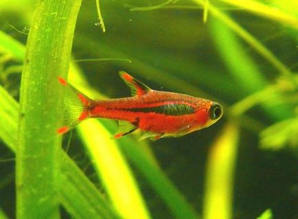 rasbora Brigitte