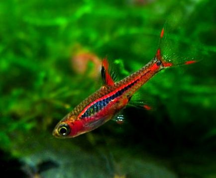 rasbora Brigitte