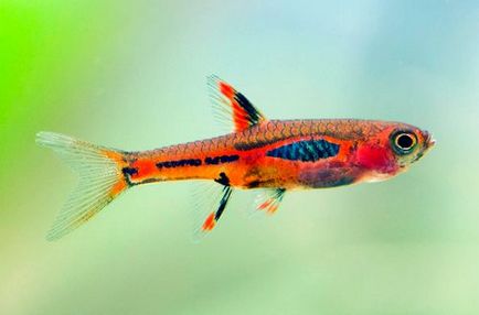 rasbora Brigitte