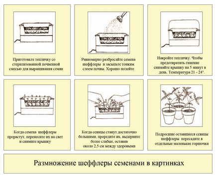 Reproducerea sheffler-ului la domiciliu