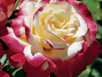 Різноманітність сортів чайно-гібридних троянд, їх відмінності від інших видів і позитивні сторони