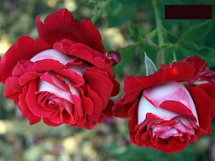 Varietate de soiuri de trandafiri ceai-hibrizi, diferențele lor față de alte specii și partea pozitivă