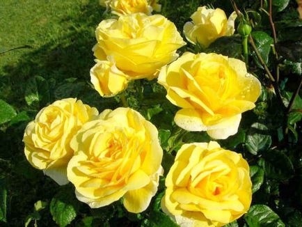 Різноманітність сортів чайно-гібридних троянд, їх відмінності від інших видів і позитивні сторони