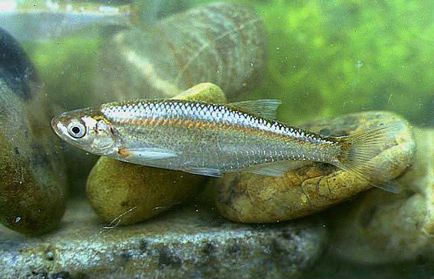 Peștele pentru iaz prezintă cultivarea peștilor în iaz