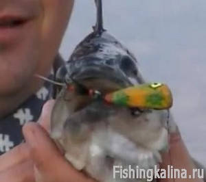 Horgászat a felszíni csalik - Popper járóka