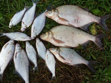 Fish SOPA - leírás, élelmiszer, és ha a szokásos halászati ​​sopy