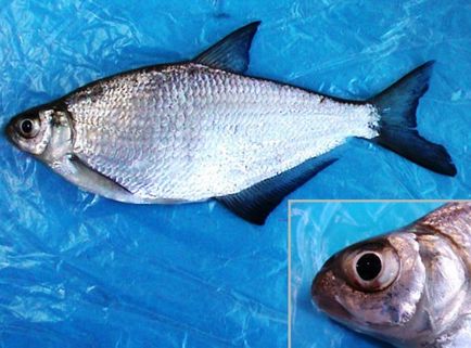Риба сопа - опис, харчування, де водиться і ловля сопи