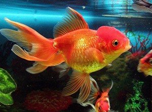 Рибка червона шапочка - золота червона шапочка - догляд та утримання