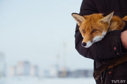 Руда домашня лисиця буває, її зганьбленої