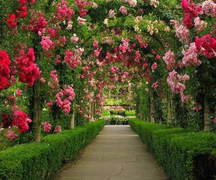 Садові арки та садові алеї фото - інтернет-журнал inhomes