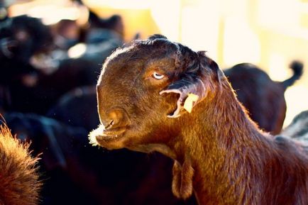 Cele mai neobișnuite rase de animale de fermă