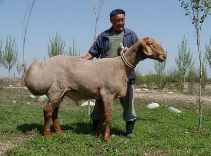 Самі незвичайні породи сільськогосподарських тварин