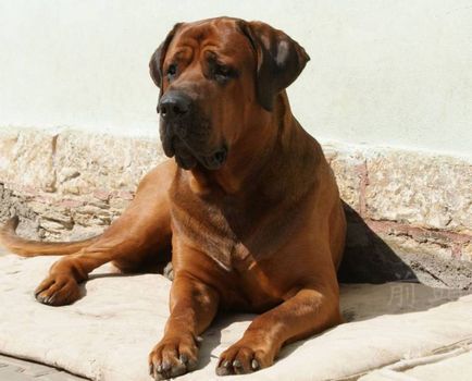 Cele mai periculoase rase de câini cu care este mai bine să nu comunice, cognitiv
