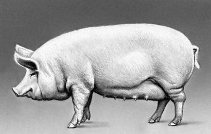 Cea mai obișnuită rasă de porci domestice, un alb alb alb-alb-alb-porc alb