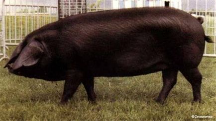 Найпоширеніші породи домашніх свиней фото, велика біла білоруська чорно-ряба свиня